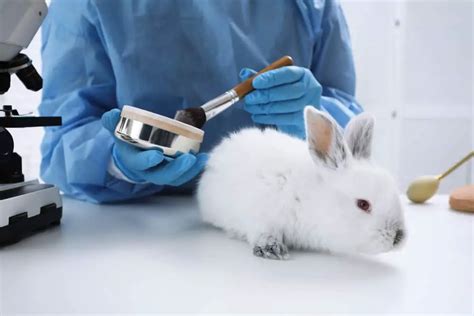 burberry cosmetics animal testing|does burberry test for animals.